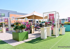 Ook buiten zijn er bij HilverdaFlorist veel planten te zien.